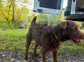 Male patterdale