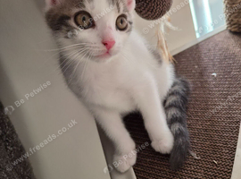 6 Month Kitten