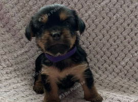 6 Pure breed pedigree puppies