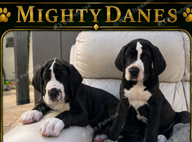 great dane puppies