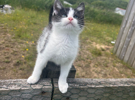 !REDUCED! LAST BOY KITTEN