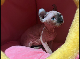 Beautiful female  Sphynx kitten looking for forever home