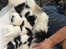 Jack Russell