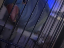 Indian ringneck