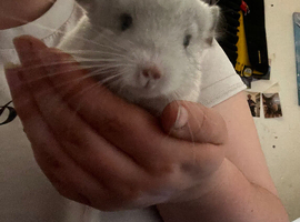 White chinchilla boy