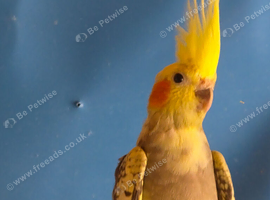 For sale cockatiel