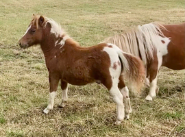 Shetland Mini Filly Foal
