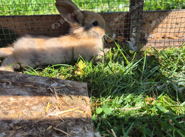 baby bunnies