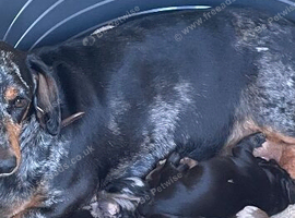 1 dachshund puppy