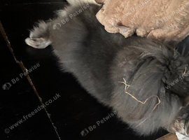 Female minilop x lionhead spayed , approx 3 yrs old