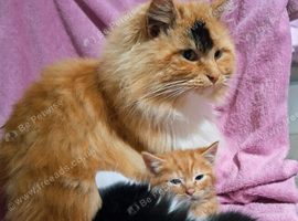 Kittens