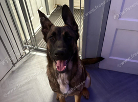Beautiful Belgian shepherd girl