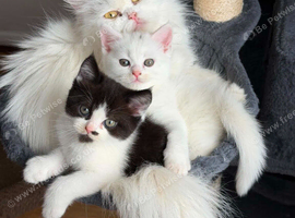 Persian Cross Kittens &ndash; 2 Males & 1 Female
