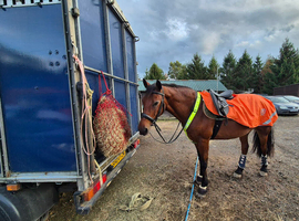 Stunning 16 hands bay gelding
