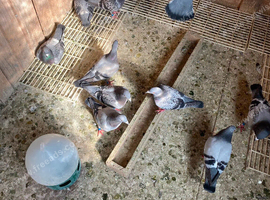 Racıng pıgeon for sale