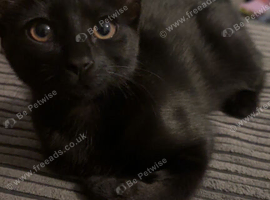 3 female kittens