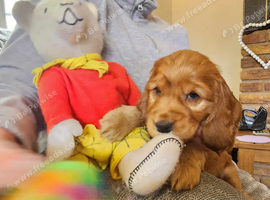 COCKER  SPANIEL PUPPIES    [KC REG]