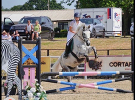 Boots - 16.1 7yr old Gelding