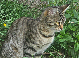 Lovely femail kitten