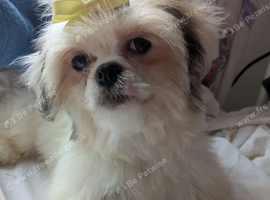 Lhasa apso boys and girls puppies
