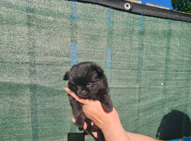 Two boys black ready for homes NOW