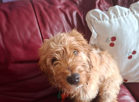 cocker spaniel ( TRUFFLES )