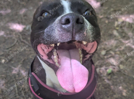 Rehome