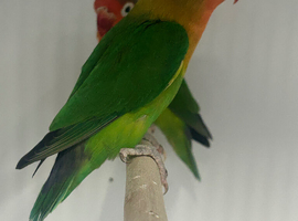 Stunning Various Young Lovebirds