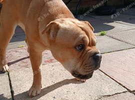 Looking to rehome our 3 year old frenchie pei bambi