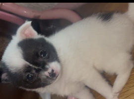 Chihuahua x girl