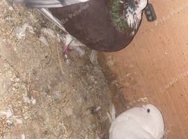 A pair of fantails for sale