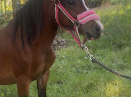 Super welsh section a yearling filly