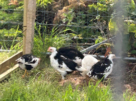 Pairs and trios of exchequer leghorn 2026 stock breed from healthy stock