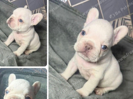 French bulldog puppies