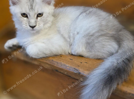 Pedigree TICA Registered Maine Coon Kittens