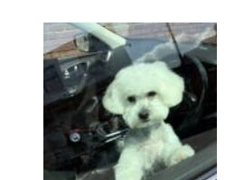 Gorgeous maltipoo Bella