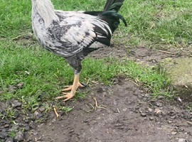 2 pair of silver duckwing Oxford game