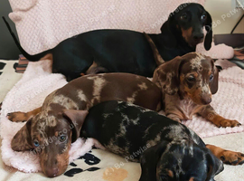 Mini Harlequin Dachshund Puppies
