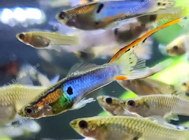 Japan Blue Double sword Endler Guppies - Males, Females & Fry Available