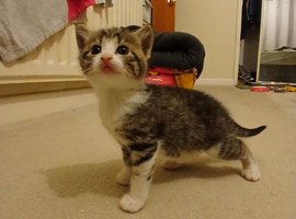 Kittens