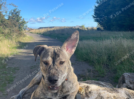 Cane corso cross