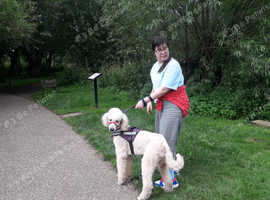 Standard Poodle Stud