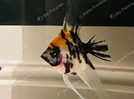 Adult Red head Koi Male