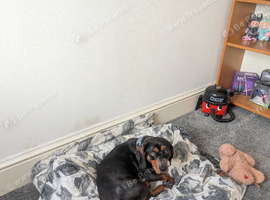 Silver dapple male dachshund