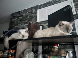 2 ragdoll kittens &pound;200 each