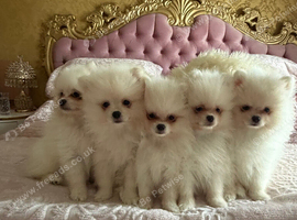 Beautiful white Pomeranian puppies