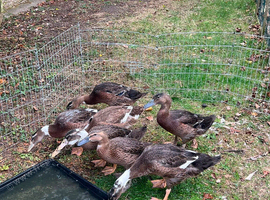 3 runner ducks for sale