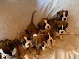 KC Reg Boxer Puppies 5 generations 1 Girl left.