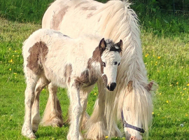 Cob mare with foal at foot
