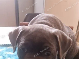 Staffordshire Bull Terrier Pups